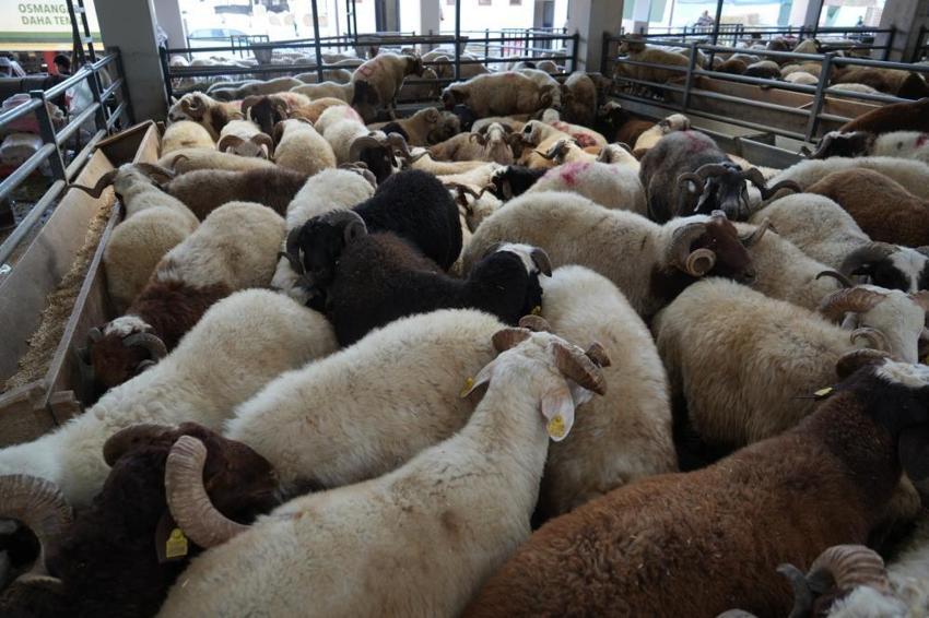 Kurban bayramına sayılı günler kaldı kurbanlıklar hala pazarda: İndirim yaptılar