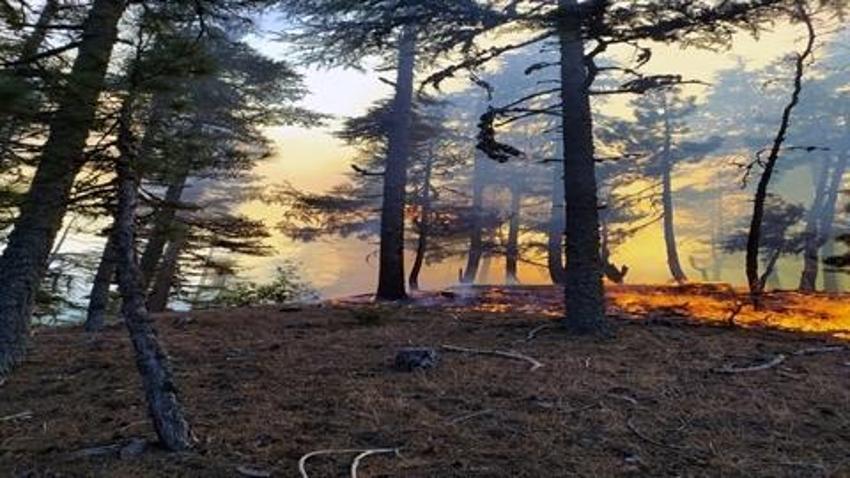 Adana'da 2 günde 10 orman yangını çıktı, profesör uyardı