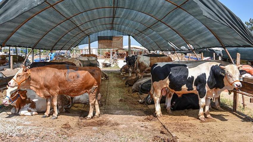 Kurban Bayramı öncesi sahteciliğe dikkat! Hem alıcılar hem de satıcılar tehlikede