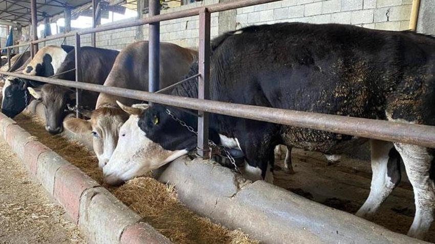 Kurban kesmek farz mı, vacip mi? Kimler kurban kesmekle yükümlüdür, kurban kimlere farz değildir, kaç gram altın olursa kurban kesilir?