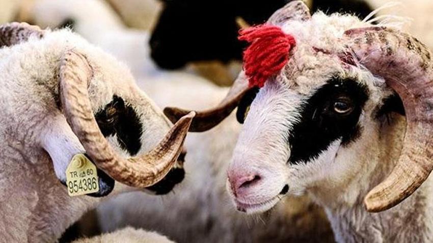 Kurban kesmek için ne kadar paramız olması gerekir, kaç gram altın olursa kurban kesilir? Dinimize göre kurban kesmenin şartları nelerdir?
