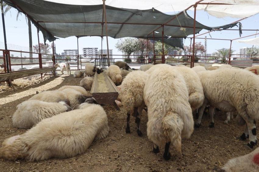 Adana;'da kurban bayramı hazırlıkları! Pazarlar denetleniyor