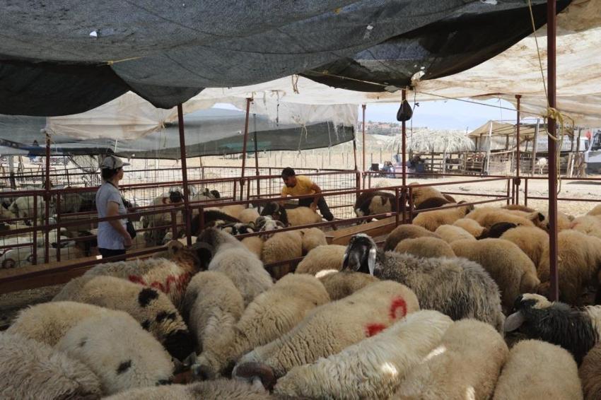 Adana;'da kurban bayramı hazırlıkları! Pazarlar denetleniyor
