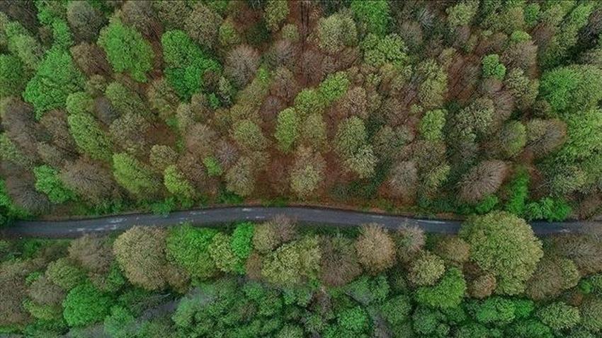 Giriş yasağı olan ormanlar: 2024 hangi ormanlara giriş yasak?