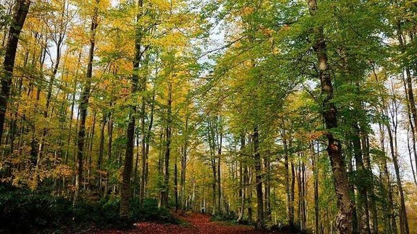 Giriş yasağı olan ormanlar: 2024 hangi ormanlara giriş yasak?