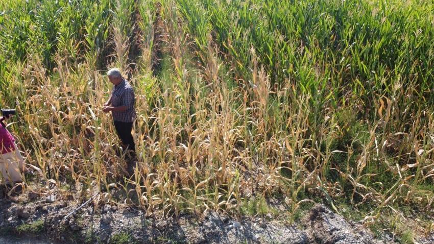 Adana'da yüzlerce dönüm mısır tarlası sulanamadığından kurudu