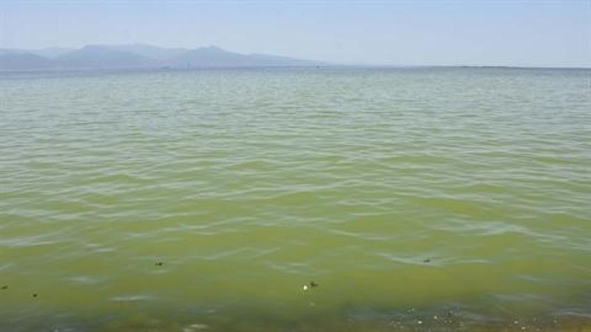 İzmir'de denizin rengi yeşile döndü!