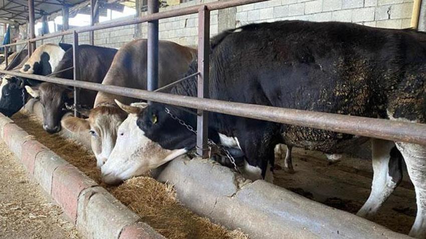 Kurban eti nasıl pay edilir? Kurban eti kaç pay dağıtılır, kaça bölünür? İşte kurban eti paylaşımı ayeti...