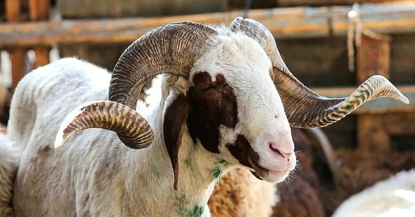 Kurban kesim duası: Kurban kesilirken okunacak dua (Türkçe, Arapça)