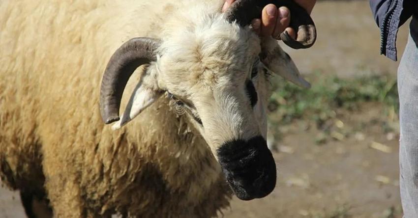 Kurban kesim duası: Kurban kesilirken okunacak dua (Türkçe, Arapça)