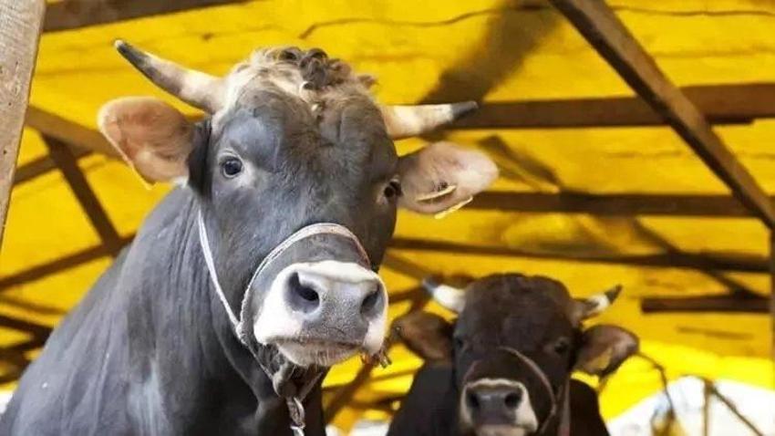 Kurban yatırma tekniği: Büyükbaş kurbanlığın burnuna parmak sokmak bile var! Kasaplar hep bunu yapıyor!