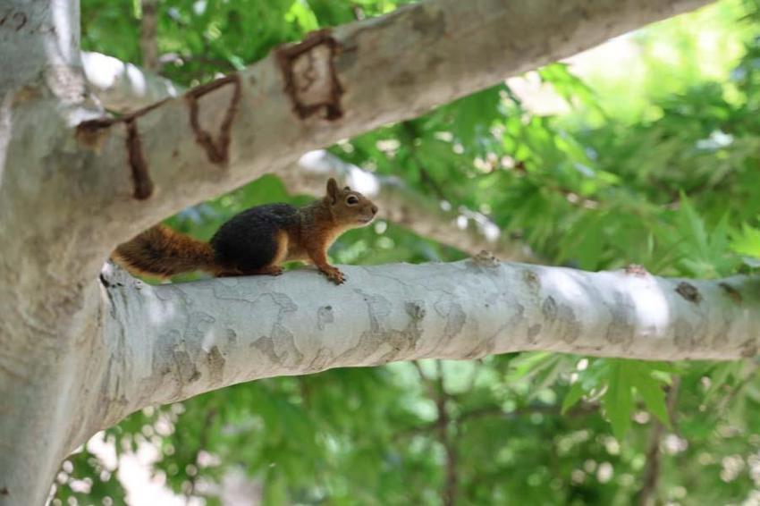 Adana'da doğada buldukları sincabı kışın korudular, yazın doğaya bıraktılar