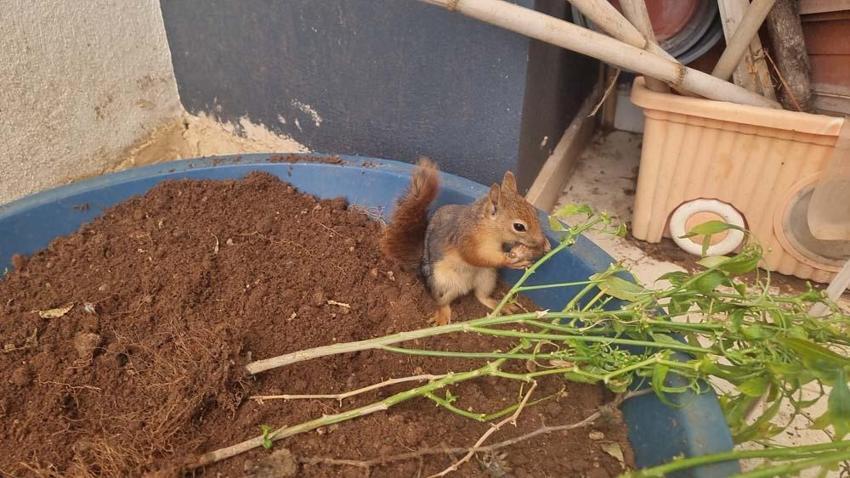 Adana'da doğada buldukları sincabı kışın korudular, yazın doğaya bıraktılar