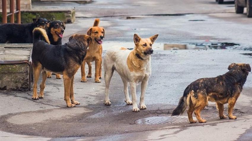 Son yol uyutma! Can dostların yasasında son viraj: Sokağa atana 50 bin TL ceza...