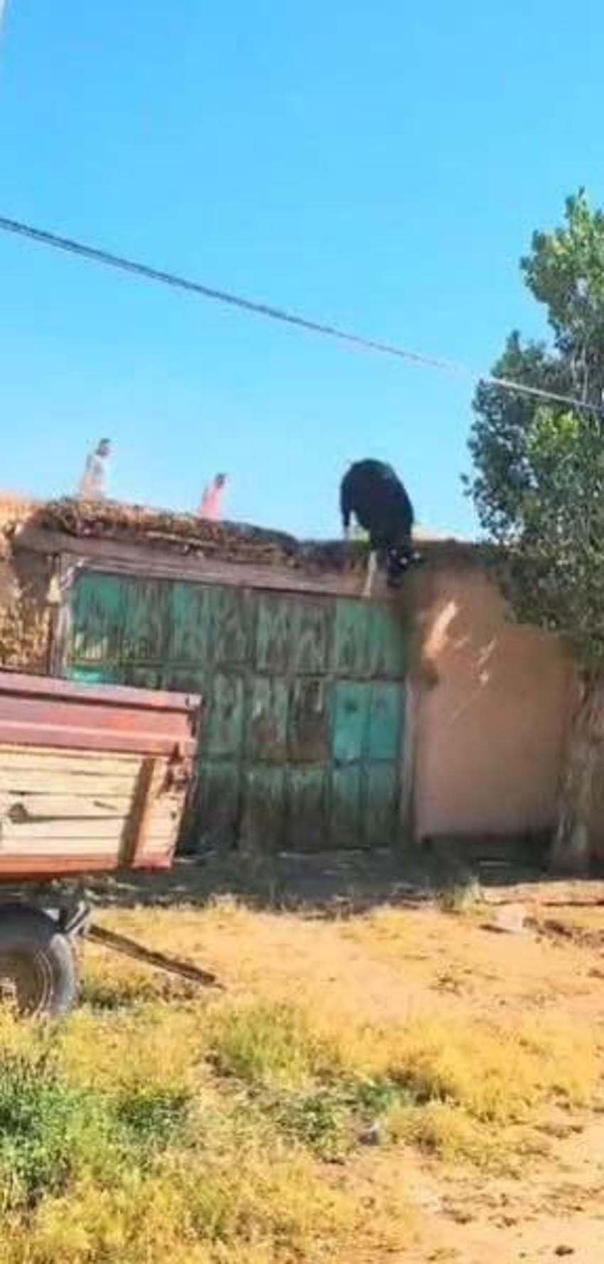 Kızgın boğa mezarlığa daldı: İki kişiyi yaraladı, kabir ziyaretine gelenler çıkartıldı