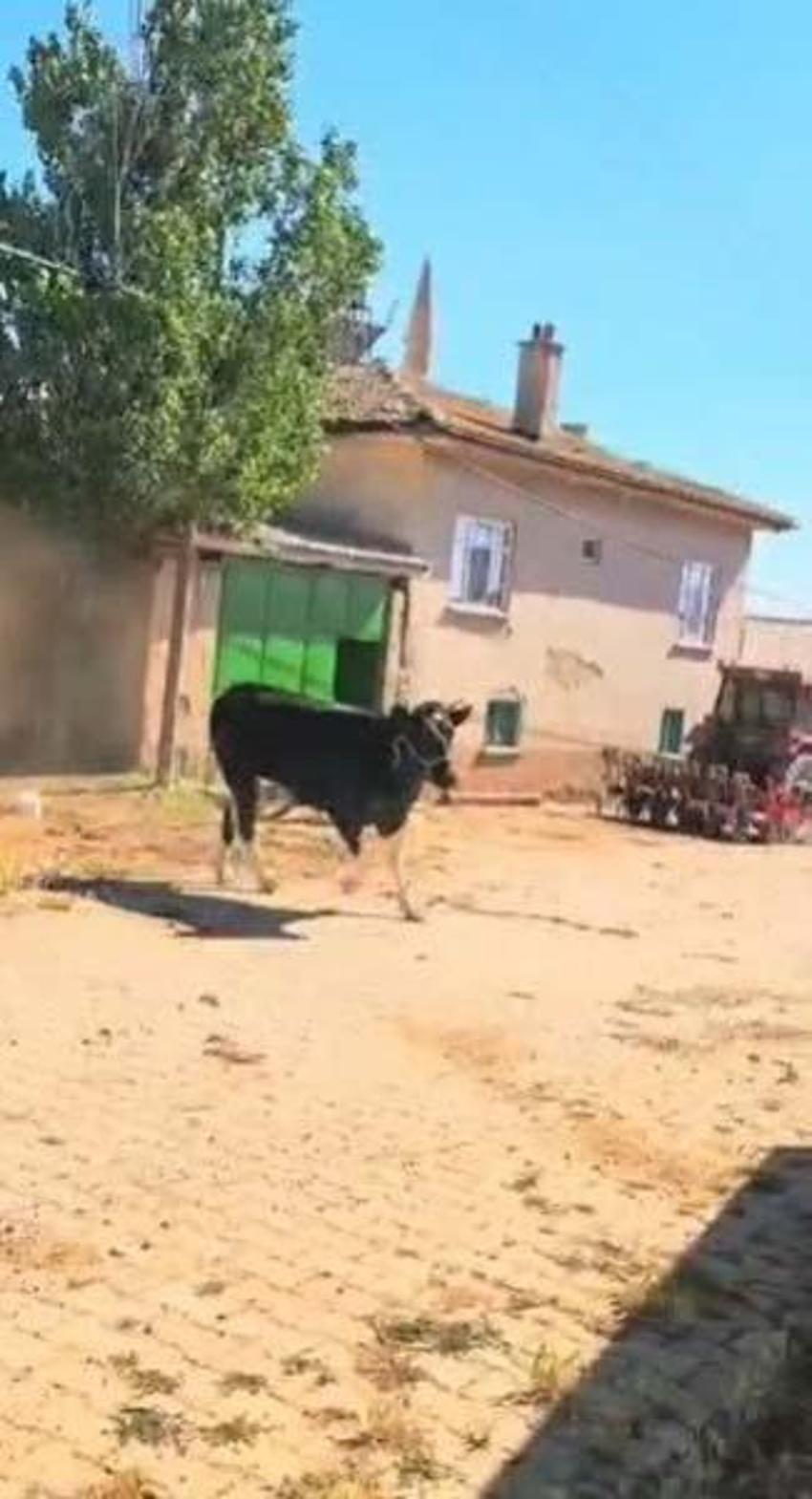 Kızgın boğa mezarlığa daldı: İki kişiyi yaraladı, kabir ziyaretine gelenler çıkartıldı