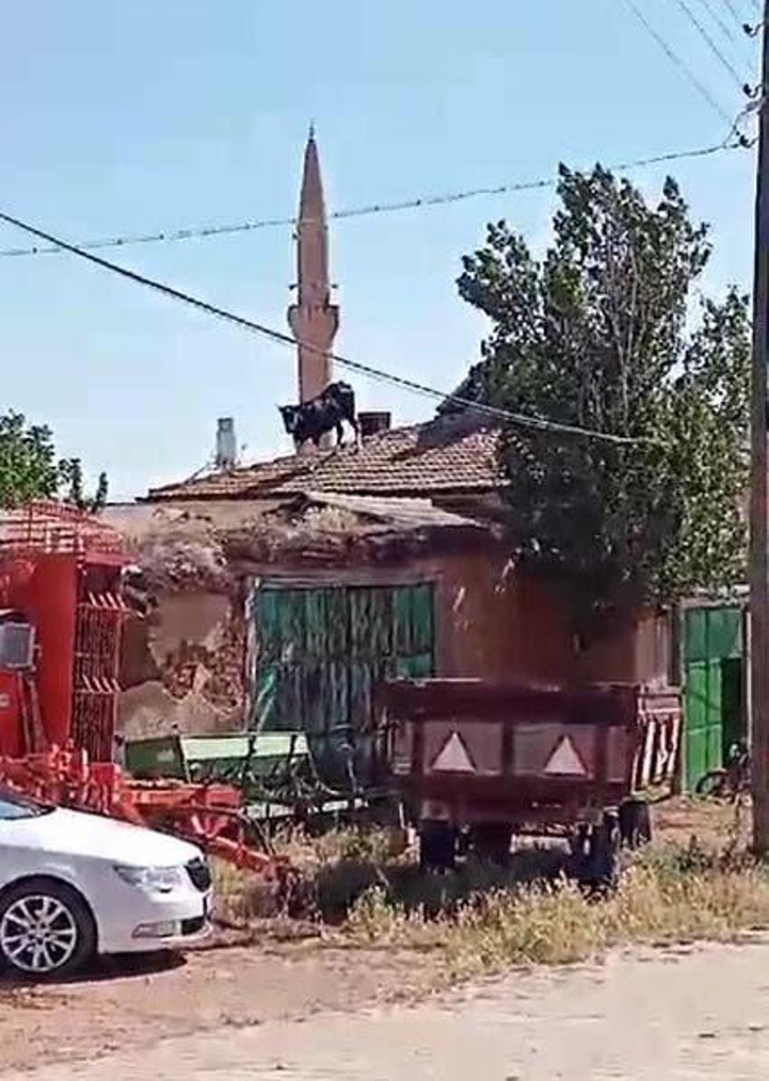 Kızgın boğa mezarlığa daldı: İki kişiyi yaraladı, kabir ziyaretine gelenler çıkartıldı