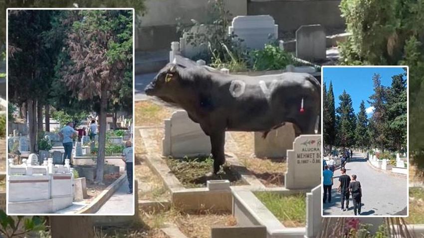 Kızgın boğa mezarlığa daldı: İki kişiyi yaraladı, kabir ziyaretine gelenler çıkartıldı