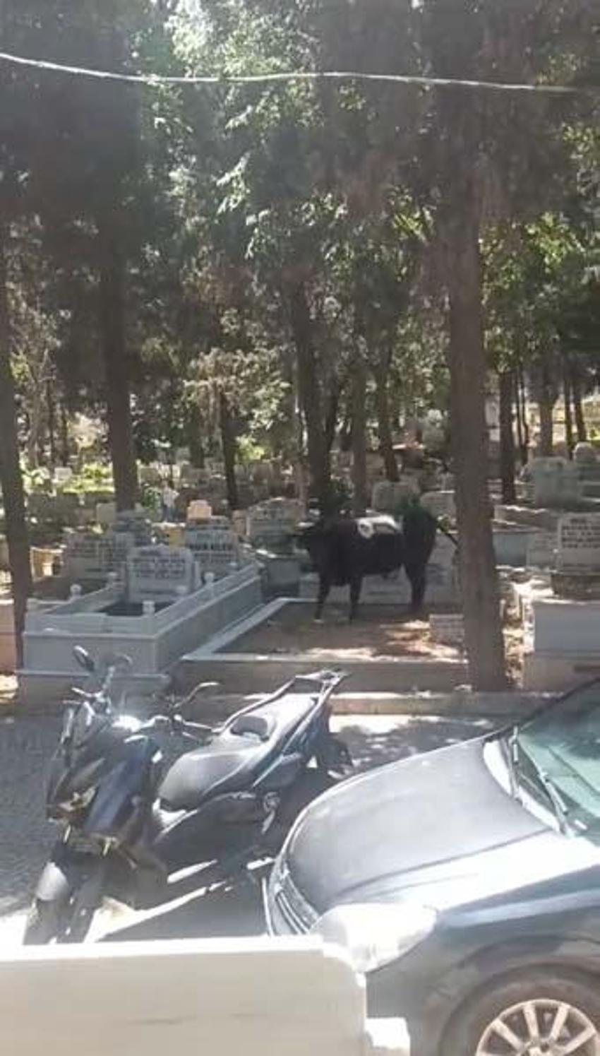 Kızgın boğa mezarlığa daldı: İki kişiyi yaraladı, kabir ziyaretine gelenler çıkartıldı