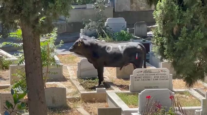 Kızgın boğa mezarlığa daldı: İki kişiyi yaraladı, kabir ziyaretine gelenler çıkartıldı