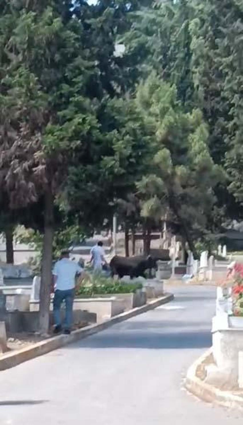 Kızgın boğa mezarlığa daldı: İki kişiyi yaraladı, kabir ziyaretine gelenler çıkartıldı