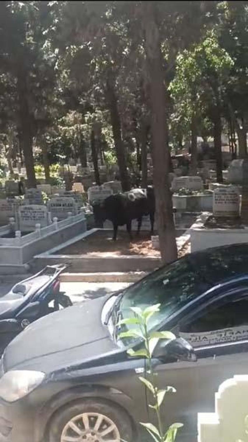 Kızgın boğa mezarlığa daldı: İki kişiyi yaraladı, kabir ziyaretine gelenler çıkartıldı