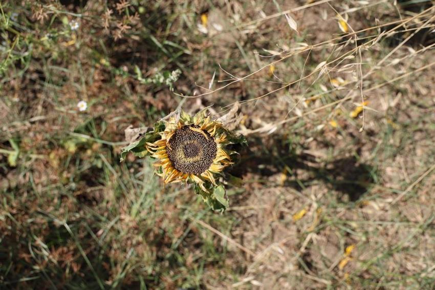 Ayçiçekleri Adana sıcağına dayanamadı mevsiminden önce kurudu!