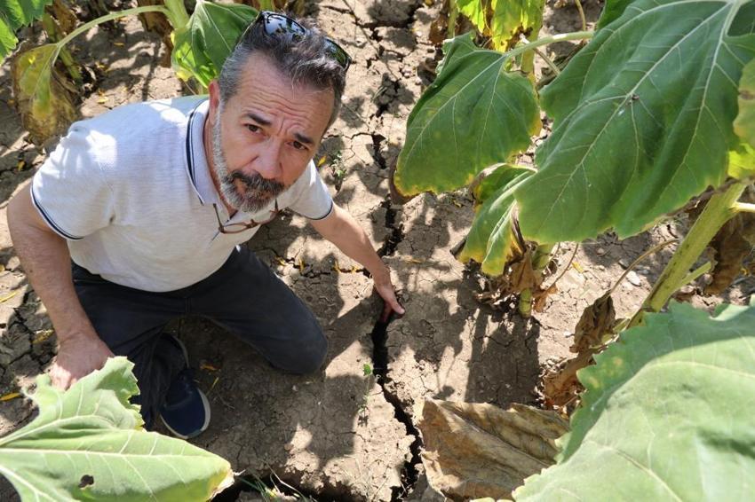 Ayçiçekleri Adana sıcağına dayanamadı mevsiminden önce kurudu!