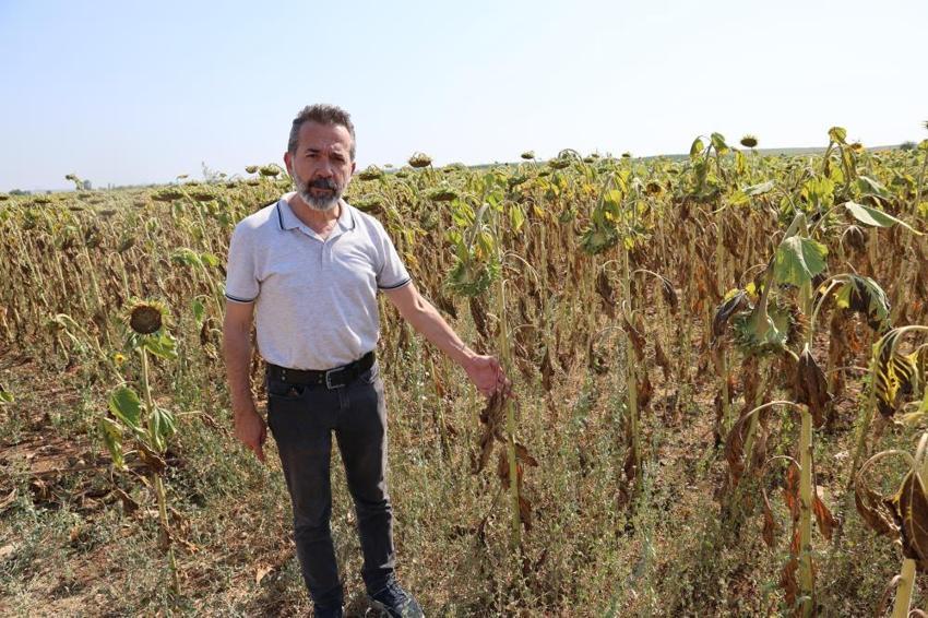 Ayçiçekleri Adana sıcağına dayanamadı mevsiminden önce kurudu!