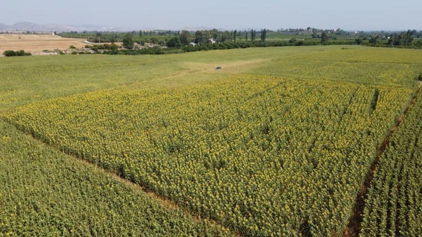Ayçiçekleri Adana sıcağına dayanamadı mevsiminden önce kurudu!