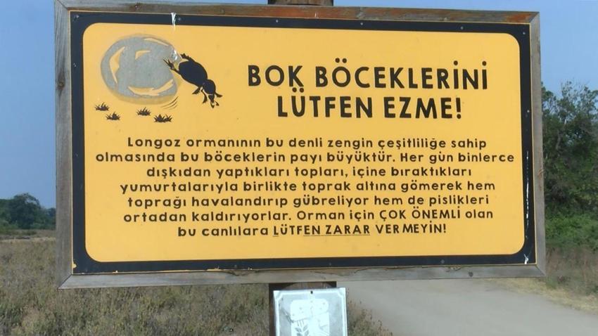 Ağırlığının 10 katını taşıyor! Bu böcek ölümsüzlüğün simgesi, devlet korumasına alındı