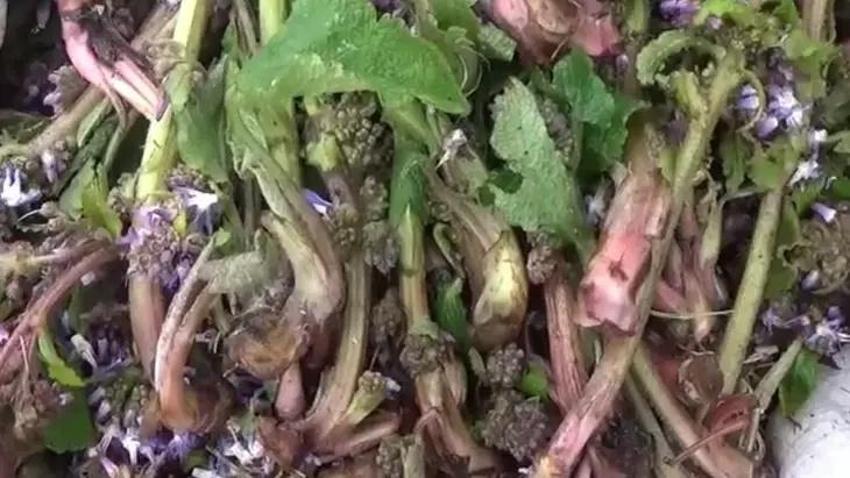 Bu otun faydası yumurtayla birlikte ortaya çıkıyor!