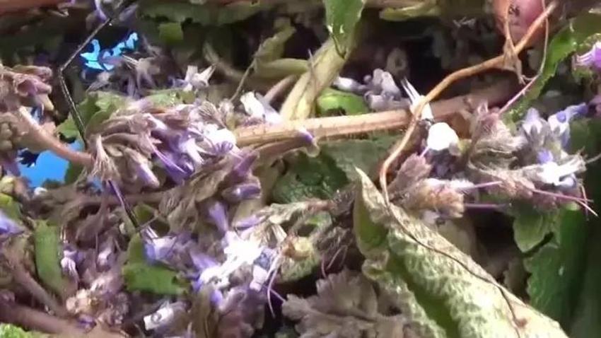 Bu otun faydası yumurtayla birlikte ortaya çıkıyor!