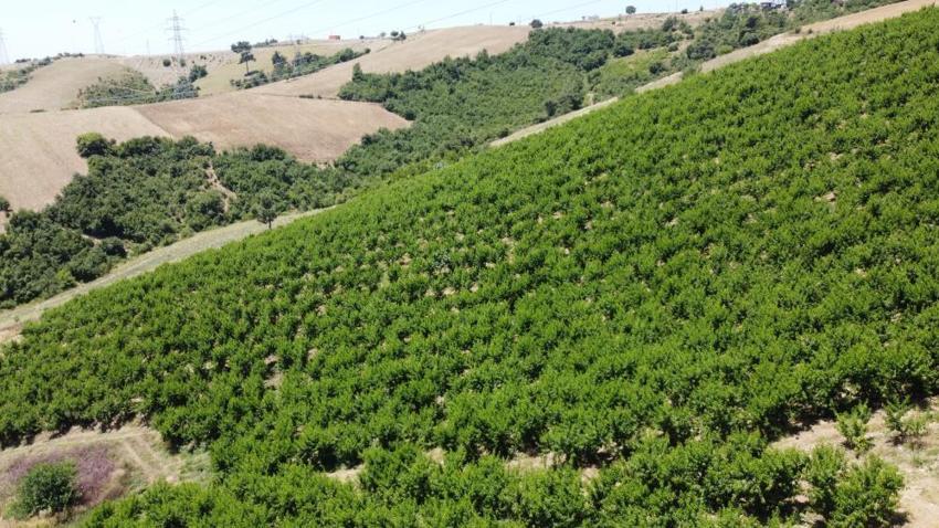 Adana'da ani sıcaklardan artan Akdeniz Meyve sineği üreticilerin kabusu oldu