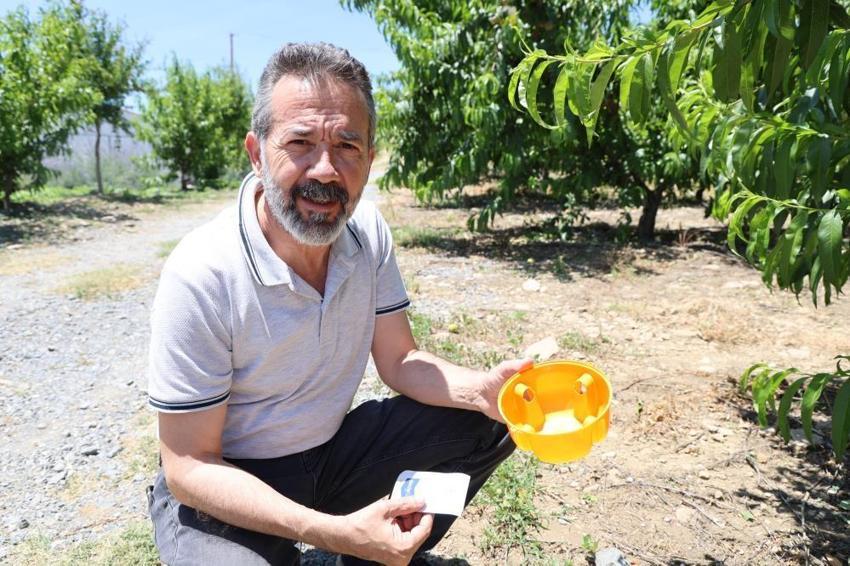 Adana'da ani sıcaklardan artan Akdeniz Meyve sineği üreticilerin kabusu oldu