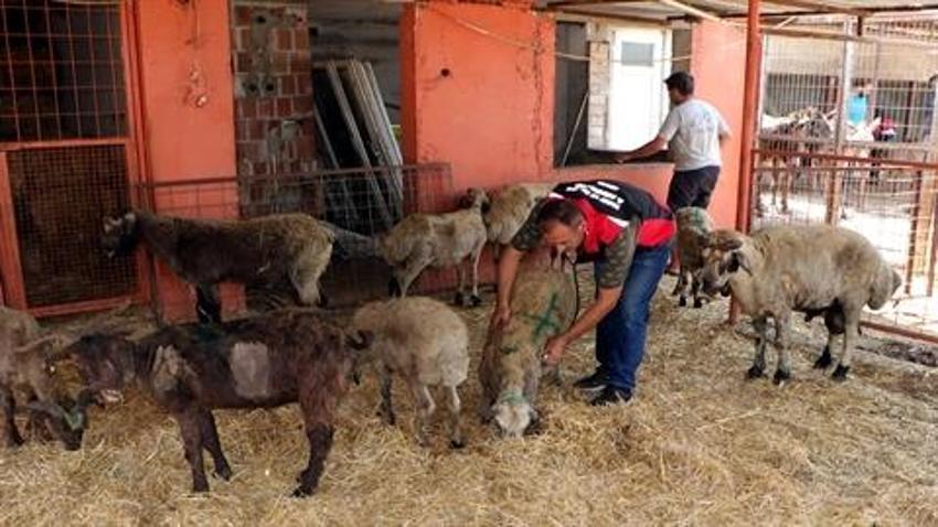 Diyarbakır ve Mardin’deki yangında yaralanan koyunlar Adana'ya getirildi