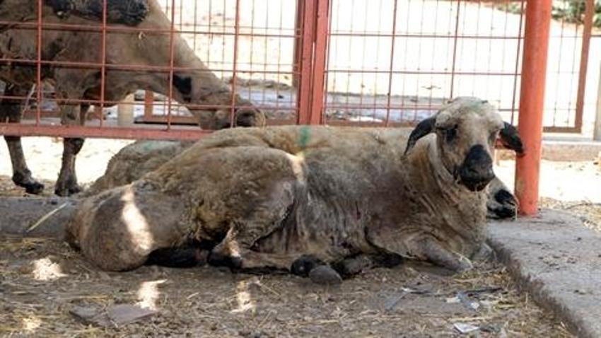 Diyarbakır ve Mardin’deki yangında yaralanan koyunlar Adana'ya getirildi