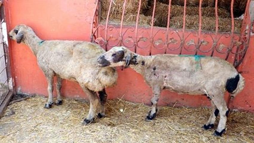 Diyarbakır ve Mardin’deki yangında yaralanan koyunlar Adana'ya getirildi