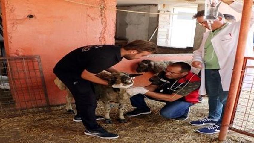 Diyarbakır ve Mardin’deki yangında yaralanan koyunlar Adana'ya getirildi