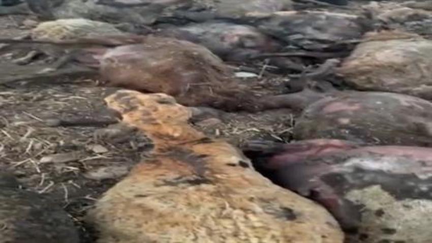 Diyarbakır ve Mardin’deki yangında yaralanan koyunlar Adana'ya getirildi