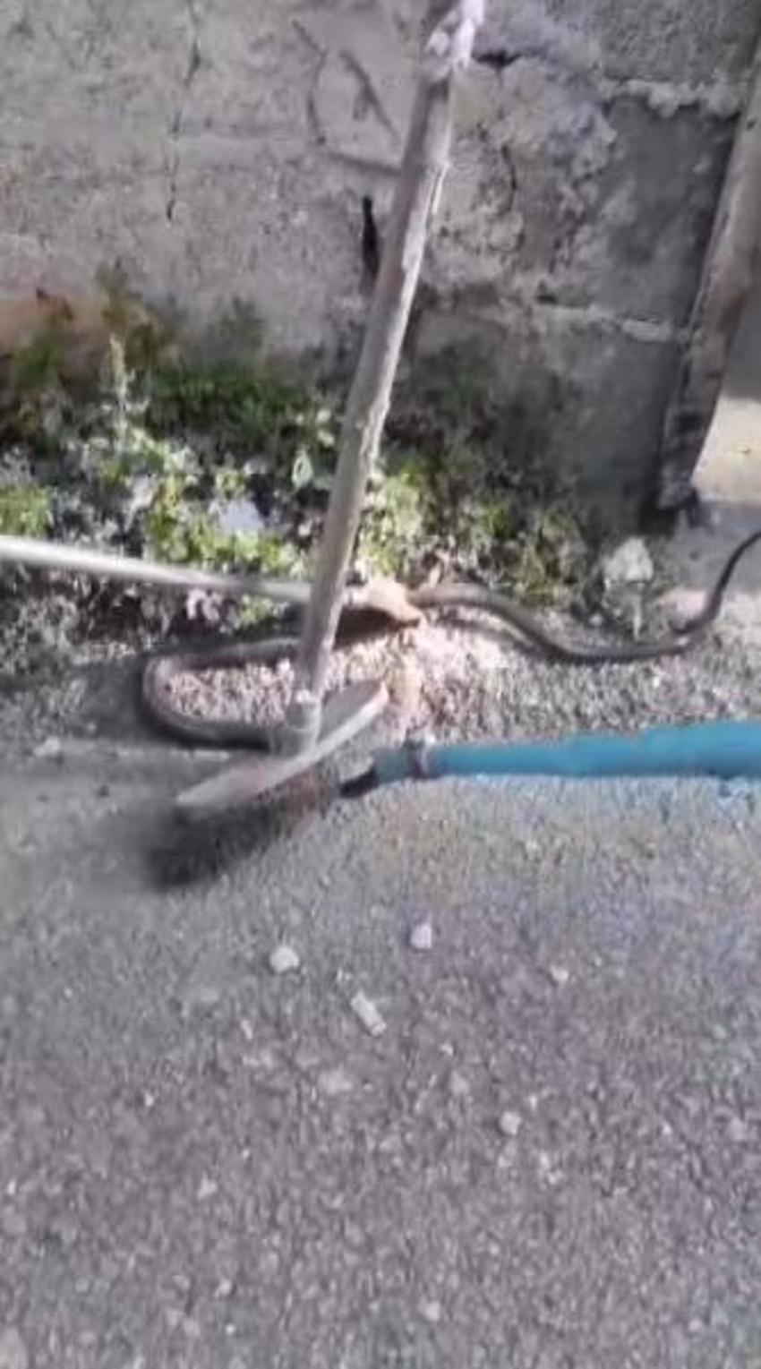 Adana'da aşırı sıcaklar sonrası sayı tavan yaptı! Uzmanlardan uyarılar peş peşe geldi