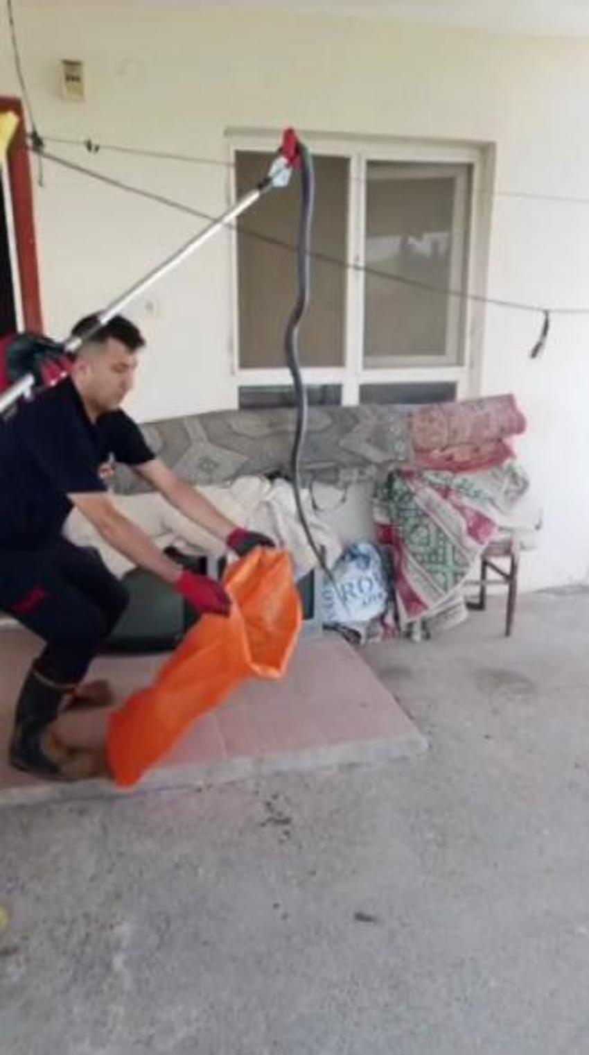 Adana'da aşırı sıcaklar sonrası sayı tavan yaptı! Uzmanlardan uyarılar peş peşe geldi