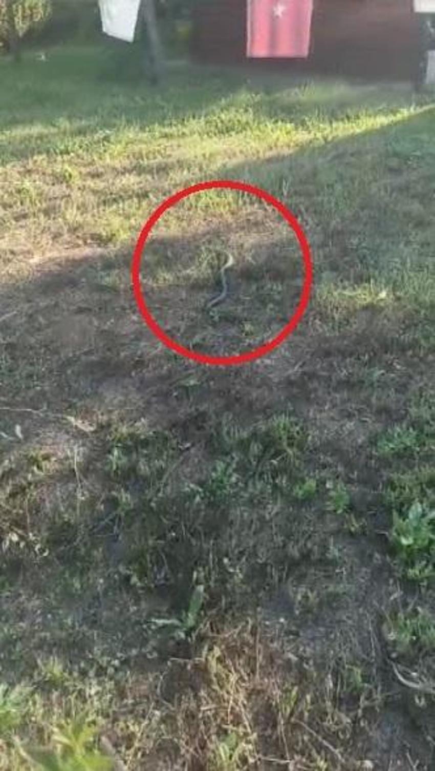 Adana'da aşırı sıcaklar sonrası sayı tavan yaptı! Uzmanlardan uyarılar peş peşe geldi