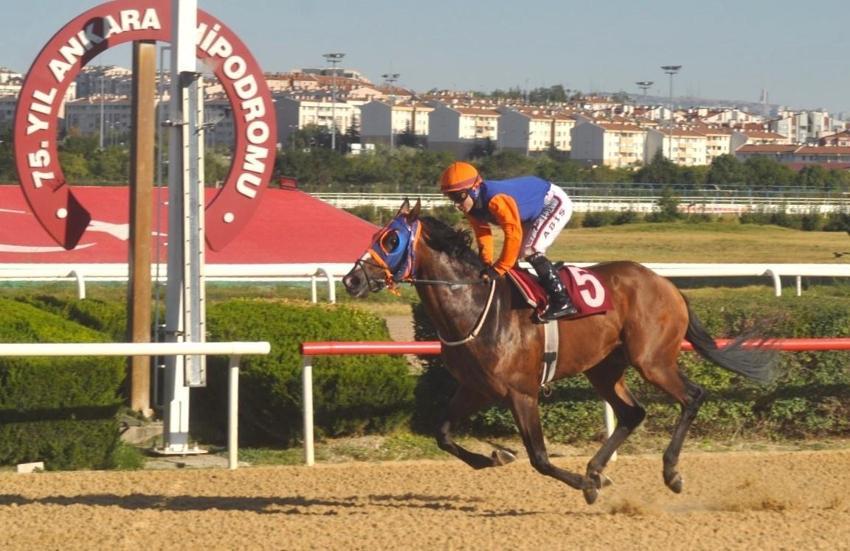 Son Of Cooger kimin atı? 98. Gazi Koşusu favorisi Son Of Cooger'a kim biniyor? Ganyanı kaç? Ayhan Ahrasoğlu kimdir?