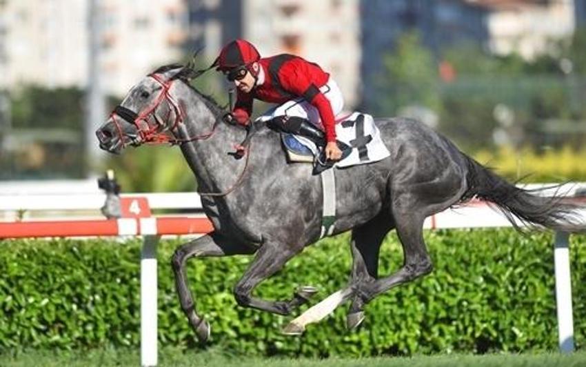 Mangusta kimin atı? 98. Gazi Koşusu favorisi Mangusta sahibi kim? Mangusta jokeyi Vedat Abiş kimdir, kaç yaşında?