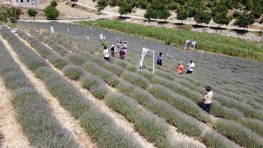 Kadınlar devlet desteğiyle atıl arazileri lavantalarla süsledi! Gelir kapısı oldu