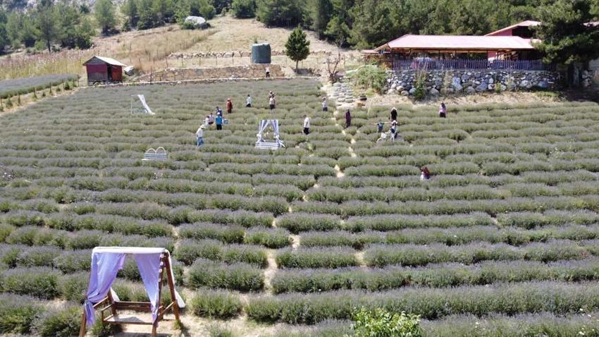 Kadınlar devlet desteğiyle atıl arazileri lavantalarla süsledi! Gelir kapısı oldu