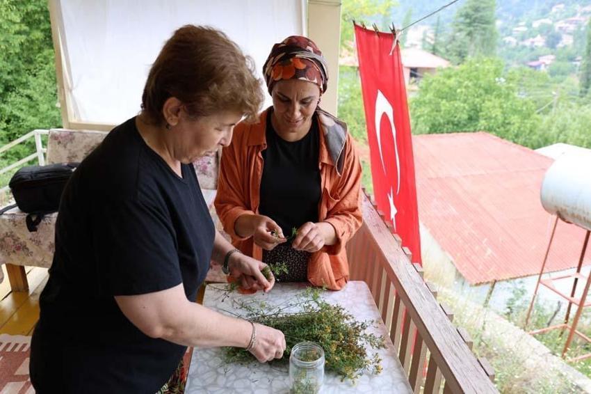 Adanalı kadınların şifa kaynağı mucize ot! "İlaç olarak kullanıyoruz"