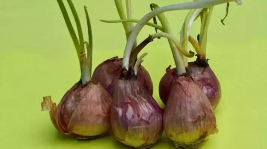 Soğan saklamak için bu taktik bulunmaz nimet; Aylarca küflenmez, filizlenmez!