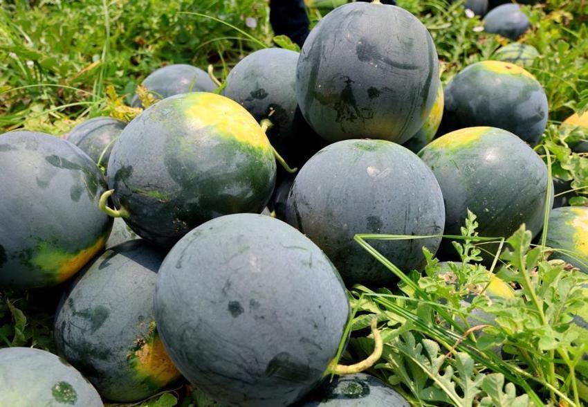 Adana'nın meşhur çekirdeksiz karpuzuna ilgi her geçen gün artıyor!